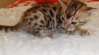 Bengal-Hybrid 4 1/2 Monate Reinrassig (Katzen)