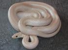 0.1 pantherophis guttatus (Kornnatter) - Ghost Bloodred Striped 66 % poss het. A