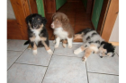  3 Jungs unserer Australian Shepherd  suchen noch ein neues Zuhause!!! 