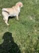 Cocker-Pei sucht ein zuhause