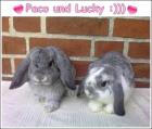 Paco und Lucky suchen eine Liebevolle Familie :)