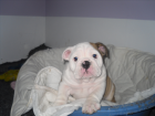 English Bulldog Welpe