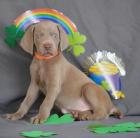 Weimaraner Welpen in traumhaftem Silber