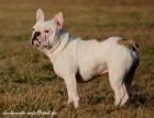 Französische Bulldogge Deckrüde creme fawn blue Schecke