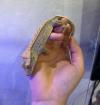 Crested Gecko – Harlequin/Pinstripe-Morph mit vollem Schwanz