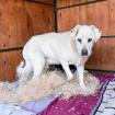 Duke...leidet im Tierheim, er sucht ein schönes Körbchen