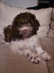 Lagotto Romagnolo Hündin Welpe