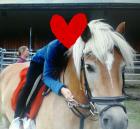 Suche RB auf Haflinger