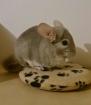 ? Chinchilla-Vermittlungshilfe – Kostenlos & mit Herz ?