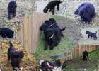 Vier schwarze Riesenschnauzer Welpen suchen ein liebevolles zu Hause