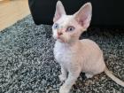 Devon Rex kitten