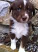 Australian Shepherd Welpen mit ASCA Papieren