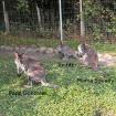 Weibliches Wallaby (Bennett Känguru) von 2025 zu verkaufen