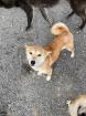 Hatsumi - lieb, sozial, neugierig - Shiba Inu Mischling