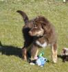 Australian Shepherd Welpe mit ASCA Papieren sucht das perfekte Zuhause