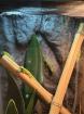 4 Phelsuma Grandis Großer Madagaskar Taggecko Jungtiere
