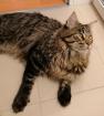 Maine Coon Deckkater(kein Verkauf) 