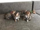 Bengal Kitten sucht neues zu Hause