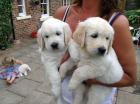 Golden Retriever Welpen