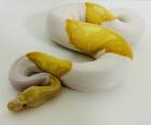 0,1 Königspython Albino Piebald (Albinopied)