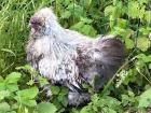 1,0 Seidenhuhn mit Bart in Silber-Wildfarbig