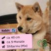 Kebin (m), 9 Monate, 40cm, Slowakei