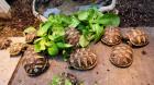 Griechische Landschildkröten - einjährig aus naturnaher Zucht