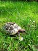 Griechische Landschildkröte, männlich, erwachsen