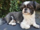 Shih Tzu Rüde sucht Shih Tzu Hündin zum decken