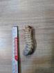 Mecynorrhina polyphemus confluens Larven L3