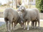 Merino Schafe und Lämmer Jandl