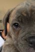 !!Blue-Brindle (OEB) Olde English Bulldog-Welpe (Rüde)!!