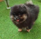 Pomeranian Zwergspitz Welpe