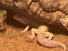 4 Leopardengeckos abzugeben