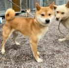 Taizo - Shiba Inu Mischling