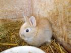 Zwergkaninchen und Meerschweinchen aus langjähriger Hobbyzucht!