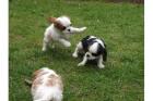 Reinrassige Cavalier King Charles Welpen mit Papiere