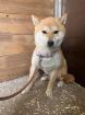 Koko, Shiba Inu (-Mix)