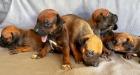 Rhodesian Ridgeback Welpen