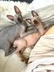 Sphynx Kitten zu verkaufen (3 Weibchen)