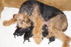 Airedale Terrier Welpen VDH/KfT mit Ahnentafel