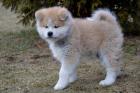 AKITA INU WELPEN