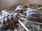 Griech. Landschildkröten Nachzucht 20/21/22