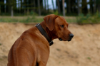 Rhodesian Ridgeback Deckrüde :: Bandele Bathani of S A H