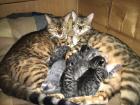 Bengal russisch blau Kitten