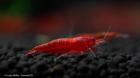 Bloody Mary Garnele - Neocaridina davidi