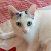 SCHNEEWITTCHEN - weiblich  1 Jahr  europäische Kurzhaar  Gechipt  Kastriert