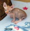 Canadian Sphynx Junge