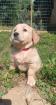 Golden Retriever Welpe reinrassig, weiblich