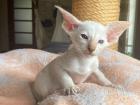 Siam und OKH Kitten mit Papiere, Lieferung möglich